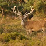 Natuurpark Hoefbos Boshuisje Veluwe *