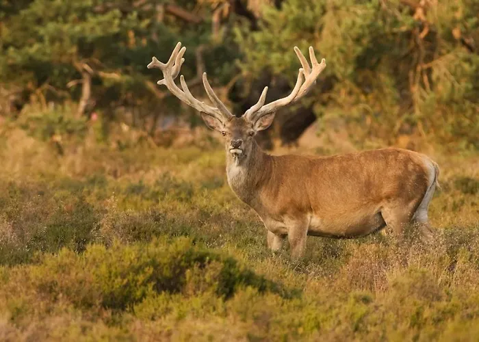 Natuurpark Hoefbos Boshuisje Veluwe *